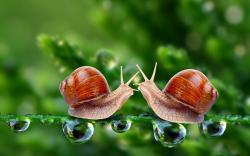 To set this Two-snails-in-love-on-a-tree-branch as wallpaper background on your Desktop, SmartPhone, Tablet, Laptop, iphone, ipad click above to open in a ...