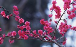 Branches Flowers Pink Spring Nature