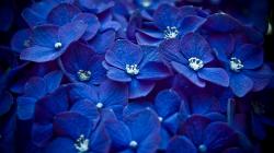 Bright Blue Flowers Wallpaper