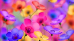 Bright Colored Flowers Wallpaper