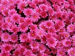 Massive Bunch Of Bright Pink Flowers