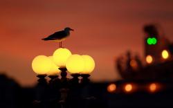 Brighton England City Seagull Lantern Lights Bokeh