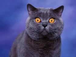 Blue British Shorthair Cat desktop wallpaper