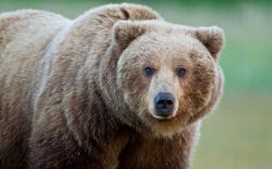 Italian farmers call for reintroduced brown bears to be shot - Telegraph