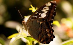Dark brown butterfly