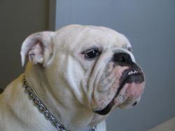 Example of four-year-old Bulldog of champion bloodline, side view. Notice the "rope" over the nose, and pronounced underbite.