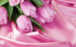 Bunch pink tulips hd