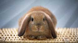 Cute Bunny Pictures