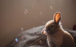 Bunny Gray Soap Bubbles