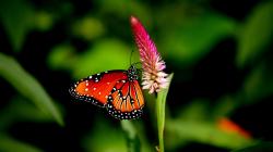 Butterfly and Flower Pictures 22 HD Images Wallpapers