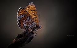 Butterfly Drops Dew Macro