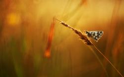 Butterfly Grass Dew Drops