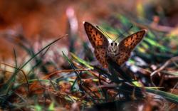 Butterfly Nature Macro Photo