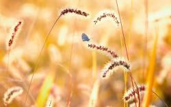 Butterfly Nature Summer Field