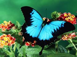 Blue Butterfly Wallpaper; Butterfly Wallpaper; Butterfly Wallpaper ...