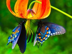Please check our latest hd wallpaper widescreen below and bring beauty to your desktop. Butterflies HD Wallpapers