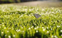 Butterfly wet grass