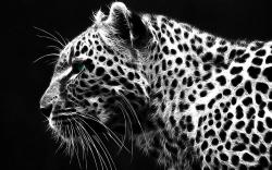 black and white leopard