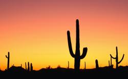 wallpaper cactus sunset winter background images sunsetcactus