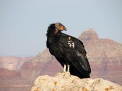 ... California Condor | by glenn~