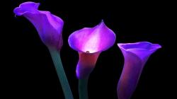 Right click to download Purple Calla Lilies