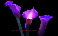 calla lily flowers wallpaper