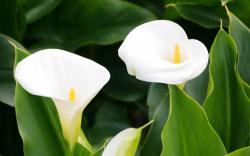 calla lily flower essence