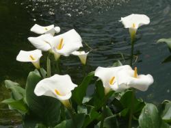 You can use a variables Calla Lily Flower Colors, http://typesofflower.com/calla-lily-flower-general-description-facts/calla-lily-flower-colors/, ...