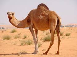 ... Camel · Camel · Camel · Camel