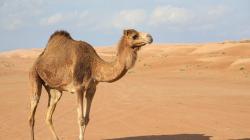 (Stock image) A camel killed a 60-year-old man in Tulum