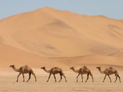 1336 Views 1008 Download Four Desert Camel Animal Pics