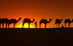 DOWNLOAD: Camel Wallpaper free picture 2560 x 1600
