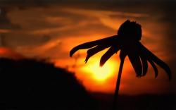 Camomile Sunset Wallpapers Pictures Photos Images. «