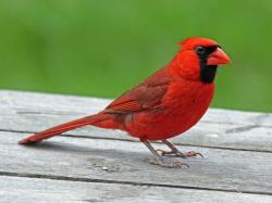 Cardinal, Vermilion Cardinalis phoeniceus Found: Columbia, Venezuela