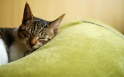 original wallpaper download: A beautiful tabby cat asleep - 1920x1200