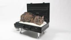 diy cat bed briefcase with Aeva