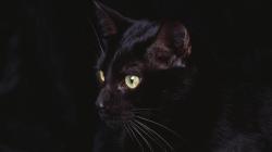 Black Cat Animal Wallpaper HD 10 For Desktop Background