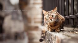Cat Blur Photo HD Wallpaper