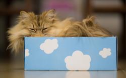 Cat Box Clouds Dreams