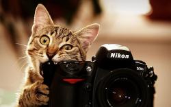 Cat Camera Funny
