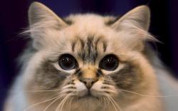 Download Close Up Cats Wallpaper Wallpoper