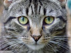 ... Close up photo of a really cute cat at Barby Keel animal sanctuary on one of