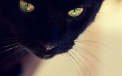 Close Up Cat Wallpaper x Black Cat Close up