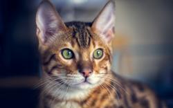 Cat Ears Whiskers Eyes