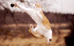 Cat jump catch