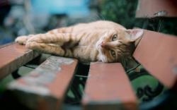 Cat park bench