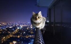 Cat Sitting Banister
