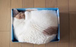 Cat Sleeping Box