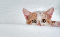 Cat Snow Scary