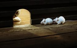 Cat White Mice